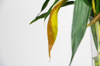 ​十大吉利招财的花