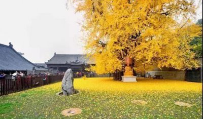 ​西安最美银杏树走红,距今有1400年