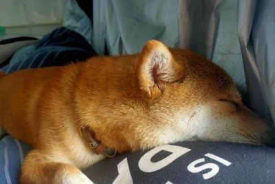 ​抽搐倒地、口吐白沫，至少有八条宠物狗暴毙而亡