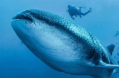 ​BBC十大经典纪录片 海洋星球第一名 猎捕暂居第二