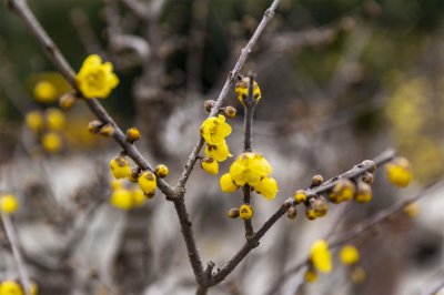 ​腊梅为什么开花逐年减少