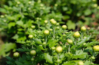 ​菊花和金银花一起泡水有什么效果