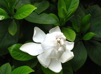 ​栀子花和白蟾的区别