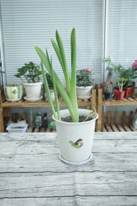 ​风信子的养殖方法