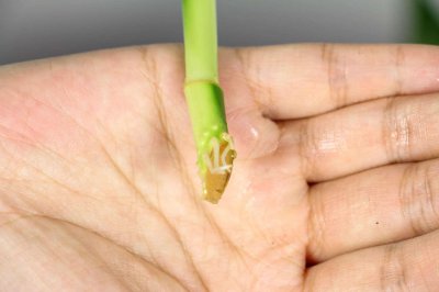 ​朱蕉能和富贵竹一起养吗，怎么养