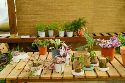 ​巴西鸢尾的花语