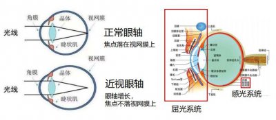​端侧AI重构屏幕：荣耀再次突破认知