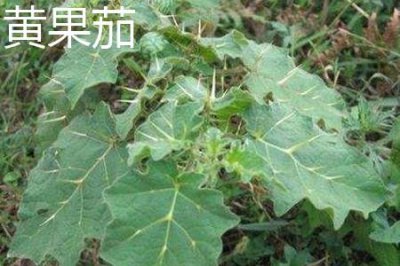 ​黄果茄和刺天茄的区别