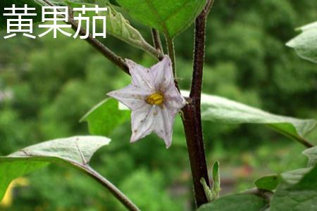 黄果茄