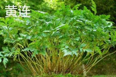 ​黄连和黄芩的区别