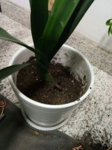 ​南方地区养殖君子兰要注意哪些事项