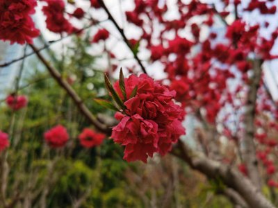 ​碧桃怎么繁殖