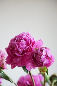 ​芍药怎么移栽