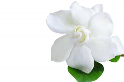 ​小叶栀子花价格