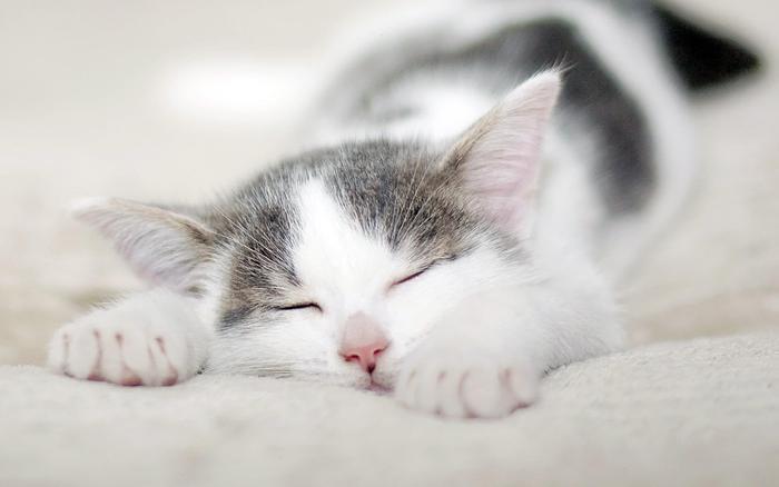 养一只公猫好，还是养一只母猫好呢？
