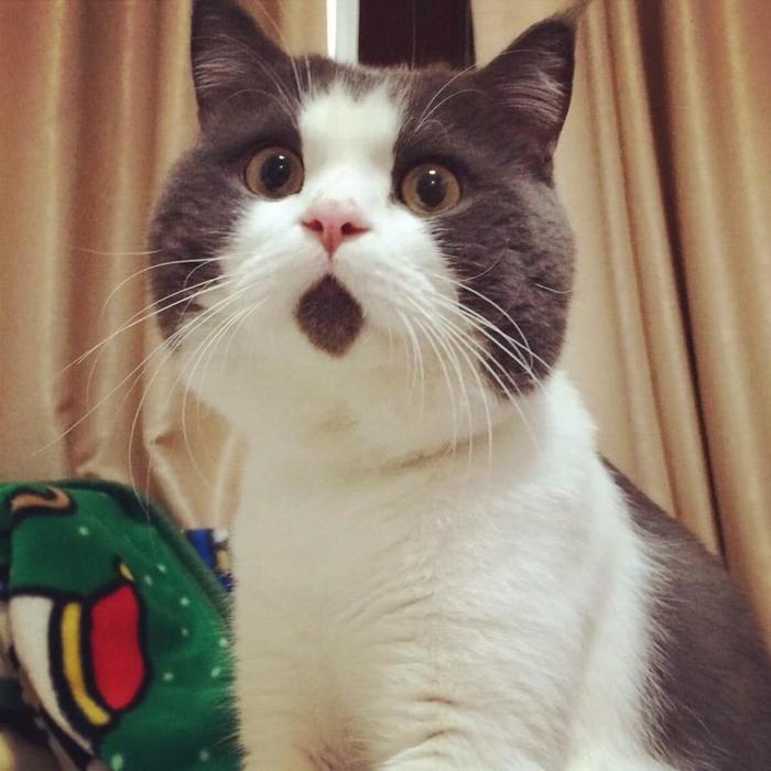 养一只公猫好，还是养一只母猫好呢？