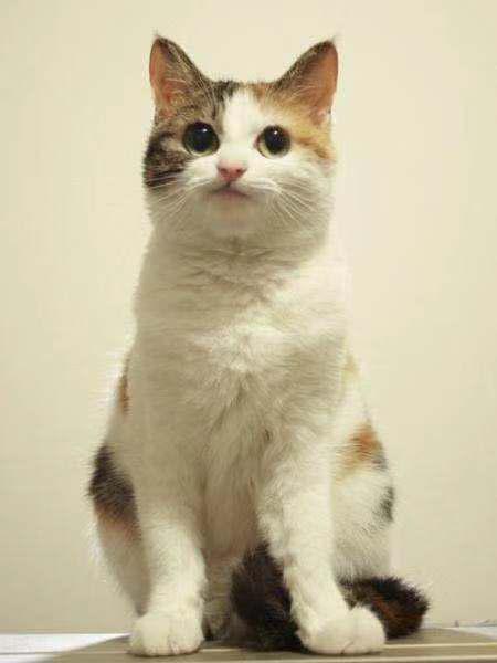 养一只公猫好，还是养一只母猫好呢？