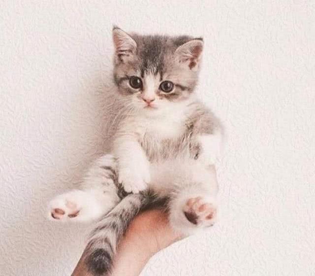 养一只公猫好，还是养一只母猫好呢？