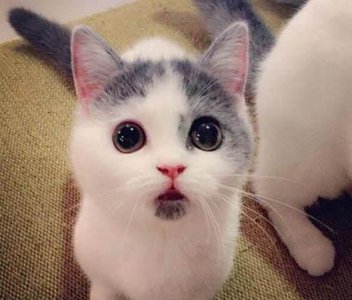 ​养一只公猫好，还是养一只母猫好呢？
