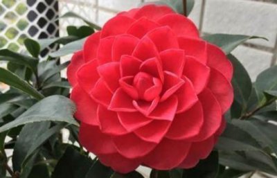 ​喜欢花草，不妨养珍品山茶花“六角大红”，花大色艳，很美