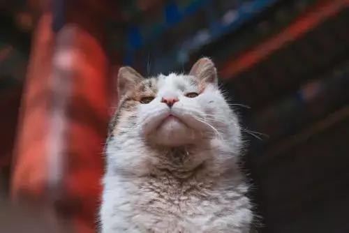 你家猫打算暗杀你的7种征兆，有点可怕