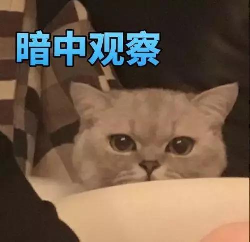 你家猫打算暗杀你的7种征兆，有点可怕
