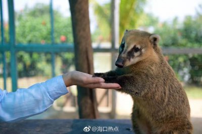 ​一起走进了神秘的海口天鹅湖动物园
