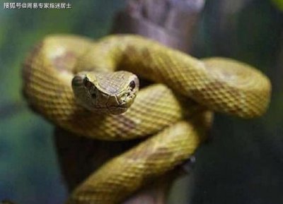 ​女人梦见满地死蛇和死人预示着什么女性梦见死蛇和死人的象征含义
