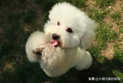 ​为啥泰迪被叫做“泰日天”？主要出于5个原因，不一定是它耍流氓