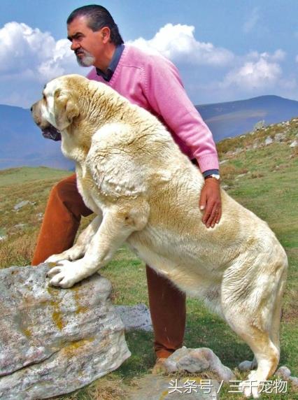 西班牙獒犬，体型跟狮子一样巨大的猛犬！