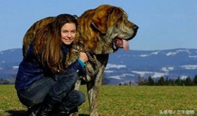 ​西班牙獒犬，体型跟狮子一样巨大的猛犬！