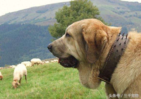 西班牙獒犬，体型跟狮子一样巨大的猛犬！