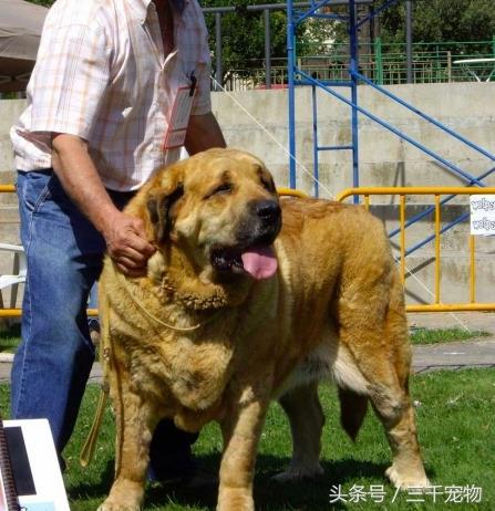 西班牙獒犬，体型跟狮子一样巨大的猛犬！
