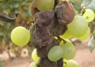 ​葡萄穗轴褐枯病你了解吗？科学防治可保花保果！
