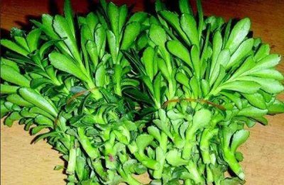 ​「涨知识」农村有种奇特蔬菜，叶子长有锯齿，能做成茶饮！知道？