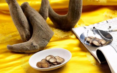 ​割掉梅花鹿头上的鹿茸它会痛吗？为什么说这是在帮它？