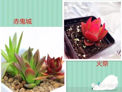 ​赤鬼城的养护和介绍（和火祭的区别）