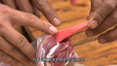 ​2005年，云南出现红骨怪羊吓坏村民，12年后小伙靠怪羊赚得400万