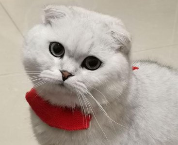 ​五千块买的猫咪，就爱咬人很心寒，能把它打服吗？
