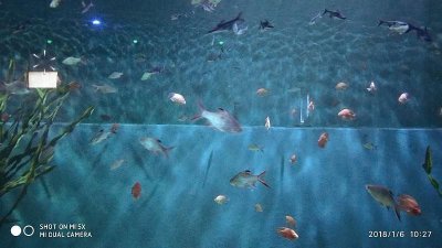 ​自驾安徽行13天-第一篇开封东京极地海洋馆