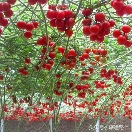 珠海休闲好去处——珠海农科奇观