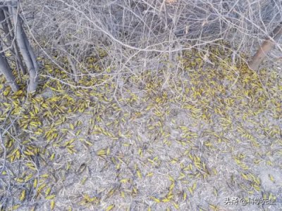 ​中国灭蝗“天团”为巴基斯坦“支招”