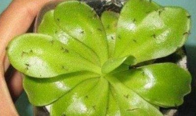​又到“小黑飞”肆虐的季节，教你三个“绝招”，将它们统统灭掉