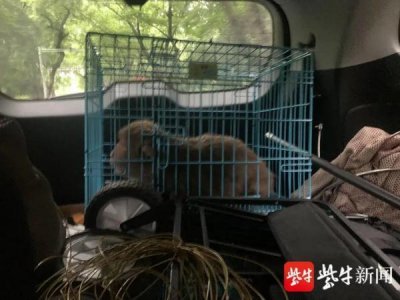 ​南京流浪“大圣”被抓获，救助队：可能还有两只