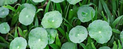 ​铜钱草开花了怎么办