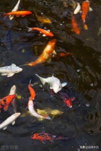 ​为什么说养鱼水不能浇花？