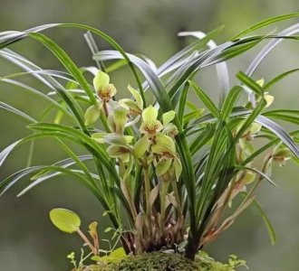 ​冬天该怎么养护兰花？4个关键养护做好了，兰株长得旺早开花