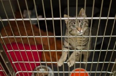 ​血猫，专门为贵猫续命的贱猫