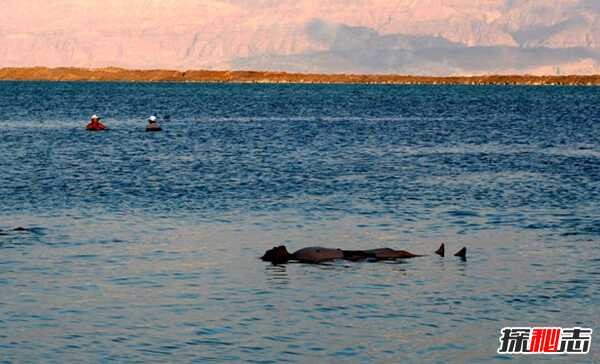 死海淹不死人之谜：还能漂浮在海面上看书