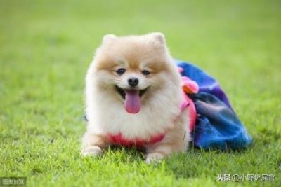 ​狗狗牙龈变白，有可能是这5个真相引起贫血，主人最好及时送医 狗狗牙龈白是没